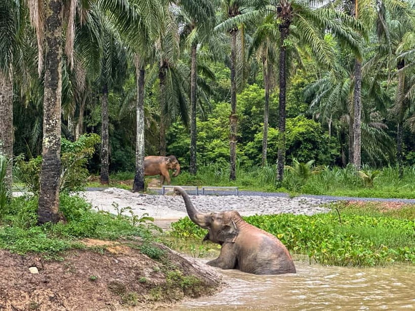 Krabi: Observation-Only Elephant Sanctuary Half-Day & Meal - Ethical elephant time in Krabi: what hands-off really means