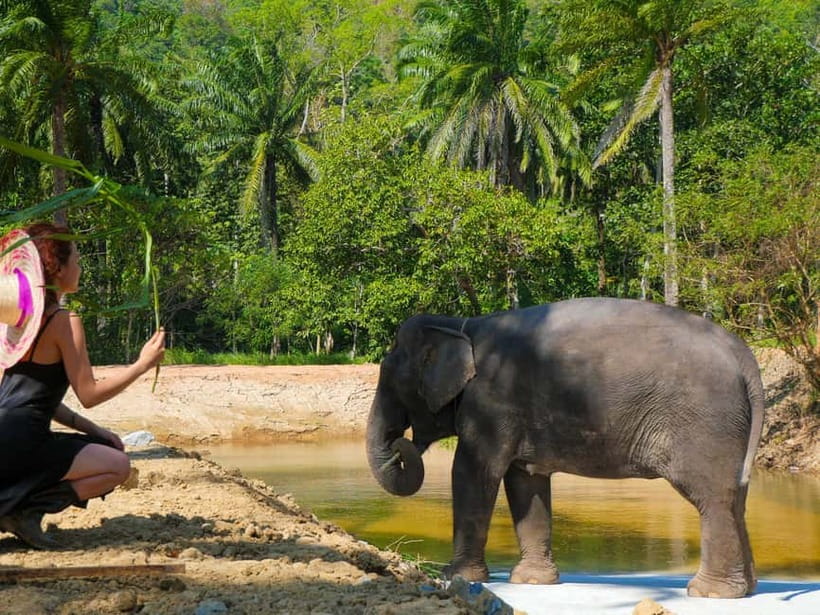 Krabi: Observation-Only Elephant Sanctuary Half-Day & Meal - Tray feeding: gentle behavior you can actually observe