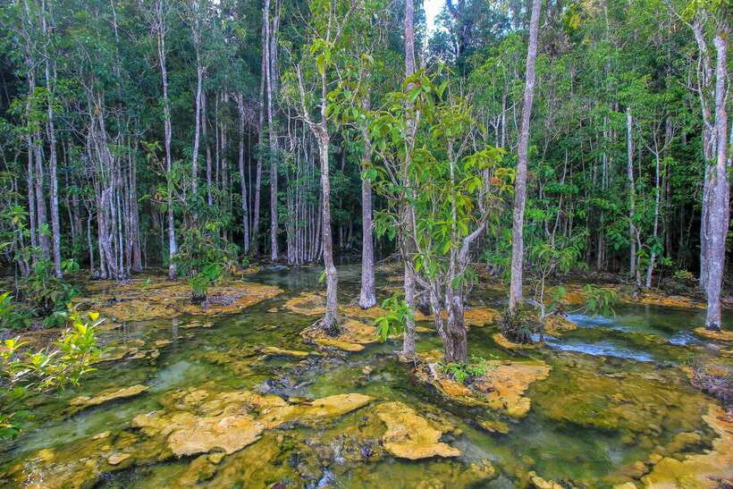 Krabi Outback Explorer to Emerald Pool & Wareerak Hotspring - Khao Pra-Bang Khram Wildlife Sanctuary: Jungle Walk With Real Nature Vibes
