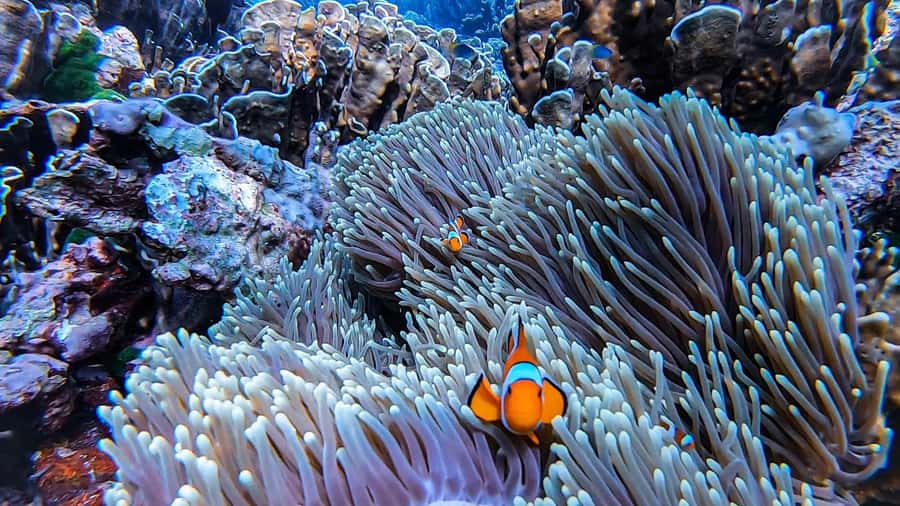Krabi: Phi Phi Islands Full-Day Private Speedboat Charter - Viking Cave pass and Monkey Beach: wildlife scenery without the full beach bottleneck