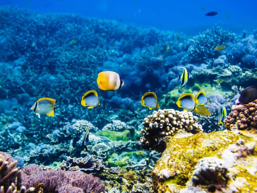 Krabi: Private 4 Islands Snorkeling Tour with Long-Tail Boat - Ao Nang pickup and why the day starts early-ish