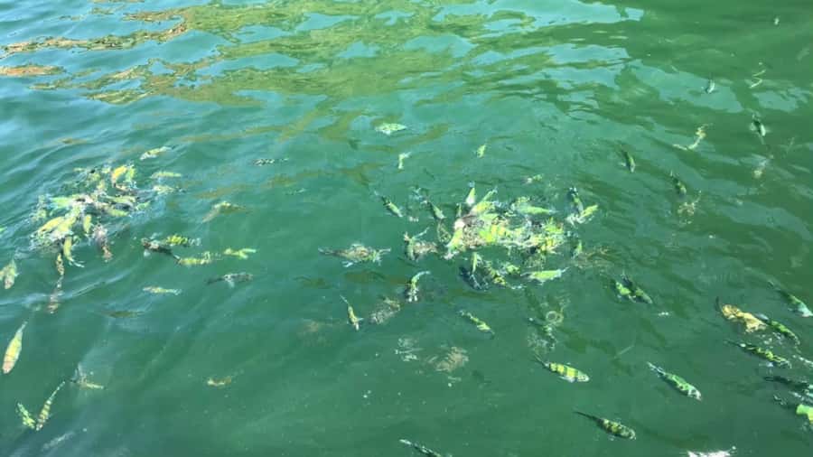 Krabi: Private Long Tail Boat to the 4 Islands - Koh Mor, Koh Tup, and the day’s best beach photo moments