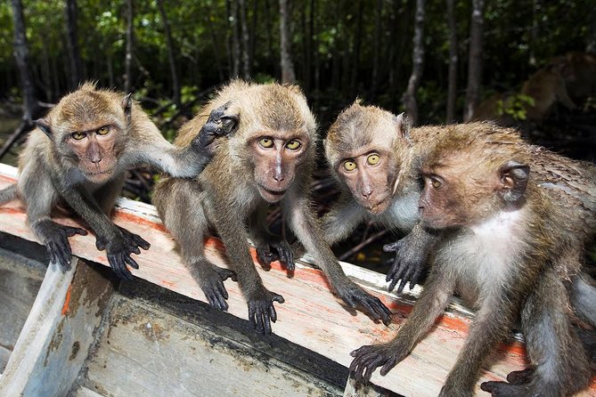 Lanta Mangrove Tour with Sea Cave Kayaking at Koh Talabeng - Thung Yee Pheng Mangrove Forest: a wildlife-focused paddle