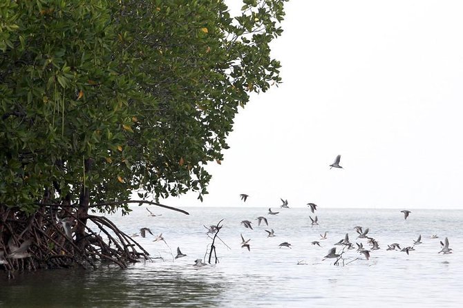 Lanta Old Town and Mangrove Forest Sightseeing Tour - Longtail Boat Through the Mangroves: Where the Day Gets Fun