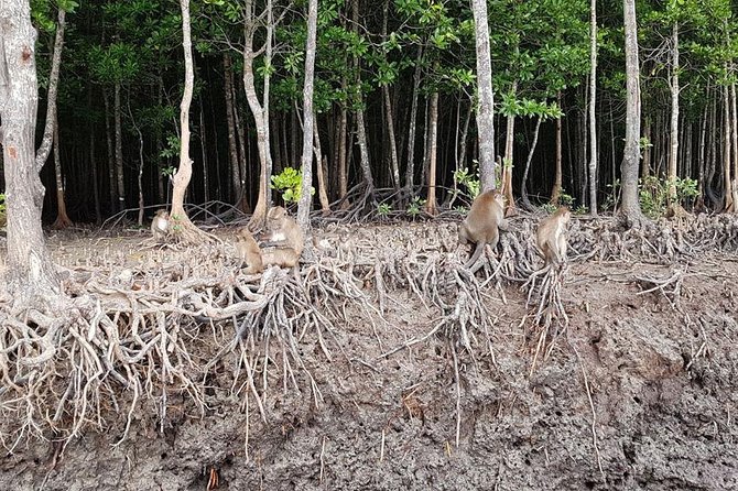 Lanta Old Town and Mangrove Forest Sightseeing Tour - The Best Fit: Who Should Book This Tour