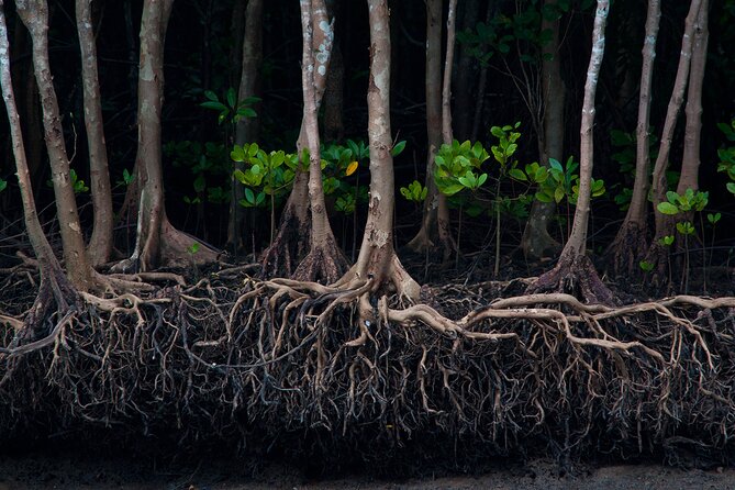 Mangrove Boat Tour in Krabi - Lunch on the Krabi river: a simple meal that makes the day feel complete