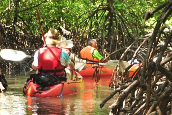 Mangrove Tour by Kayaking in Ko Lanta With Lunch - Eco Feeling Without the Preaching: Why the Mangroves Matter