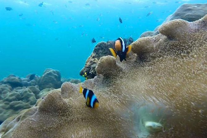 One Day Tour to Koh Rok & Koh Haa By Tin Adventure Sea Tour from Koh Lanta - Getting to Koh Rok from Koh Lanta: pickup, pier timing, and a day that stays on schedule