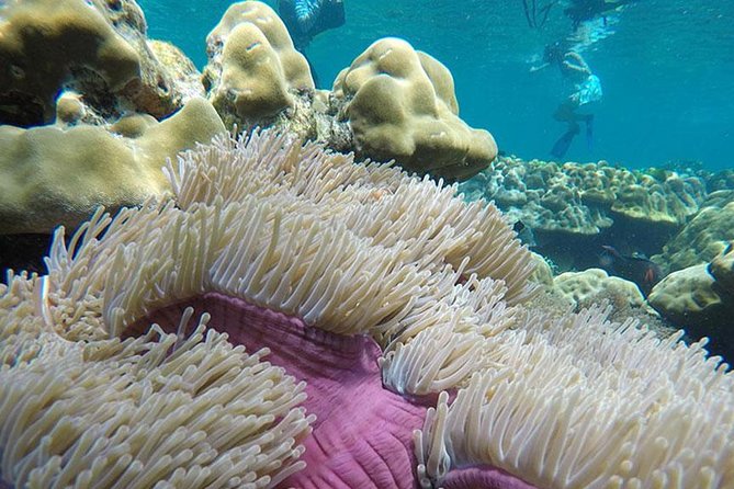 One Day Tour to Koh Rok & Koh Haa By Tin Adventure Sea Tour from Koh Lanta - Who this Koh Rok snorkeling trip is best for