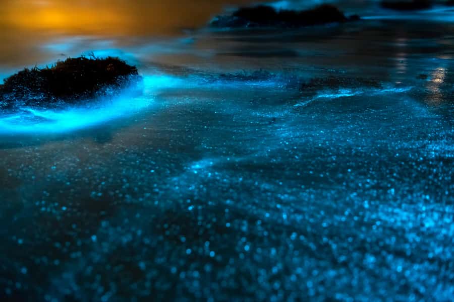 Phi Phi & 4 Islands Sunset tour + Bioluminescent Planktons - Maya Bay area: what you actually get and why the timing matters