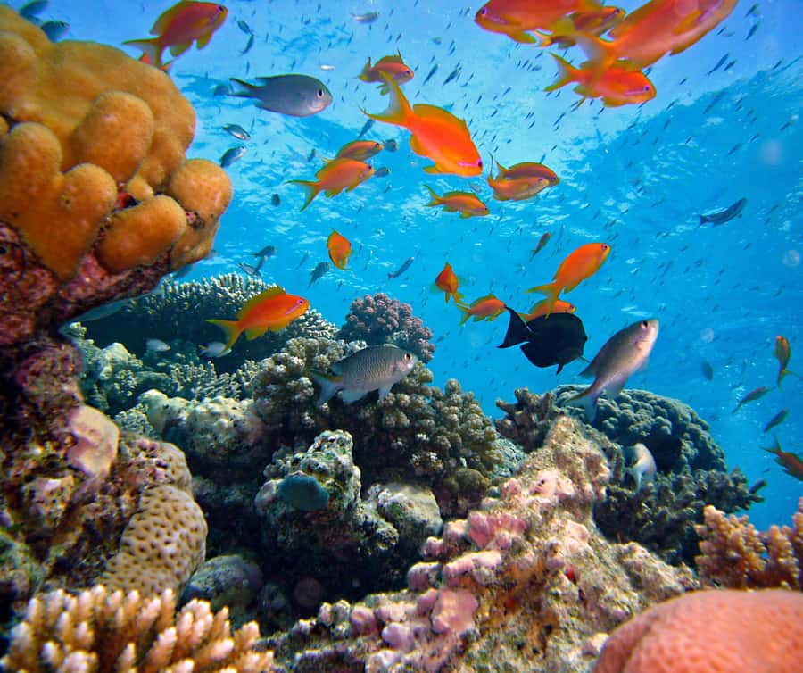 Phi Phi & 4 Islands sunset tour plus bioluminescent plankton - Chicken Island, Tup Island, and tide tricks: why low water can change everything