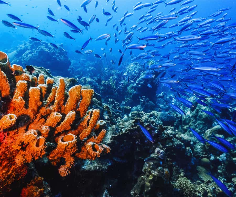 Phi Phi & 4 Islands sunset tour plus bioluminescent plankton - Maya Bay and Pileh Lagoon: famous photos, real swimming, and timing reality
