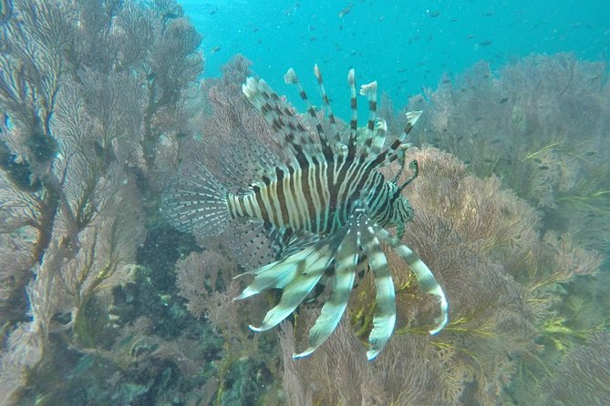 Phi Phi Early Bird & 4 Islands - Day Tour by Speedboat From Krabi - Loh Samah Bay Snorkeling: When the Reef Shows Up