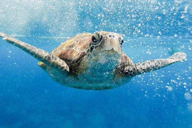 Phi Phi Tour from Krabi , Semi-Private Tour only 12 Guests - Key things I’d circle before you book