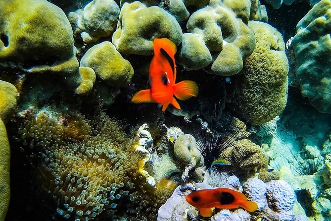 Phi Phi Tour from Krabi , Semi-Private Tour only 12 Guests - Snorkeling expectations: gear is included, confidence is on you