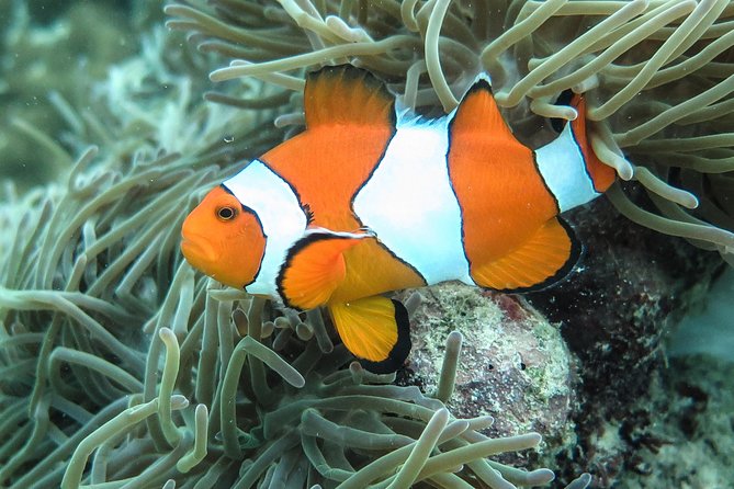 Private Tour to Hong Islands & 4 Islands with Sunset & Night Snorkel - Price and value: what you pay for Hong Islands, snorkel gear, lunch, and a private boat
