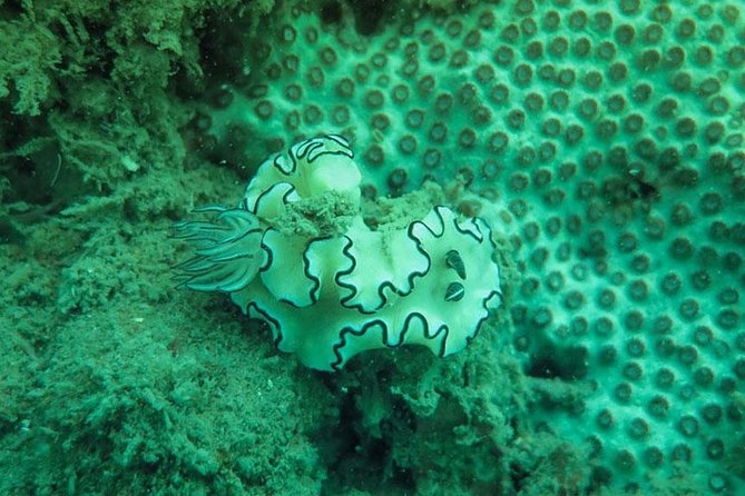Snorkeling Tour to 4 Islands(Emerald Cave) From Koh Lanta by Speedboat - Should you book the Koh Lanta Emerald Cave speedboat tour?